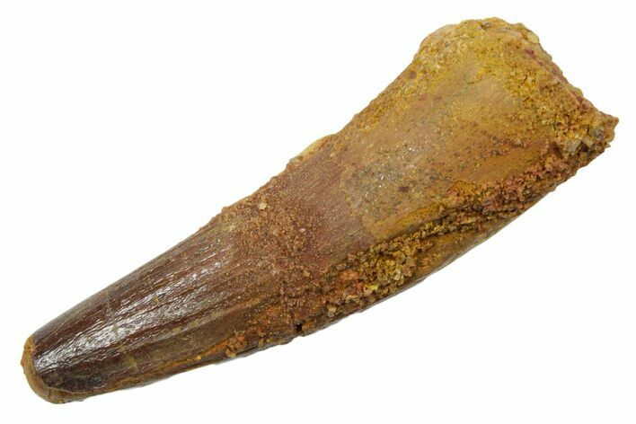 Fossil Spinosaurus Tooth - Feeding Worn Tip #349776